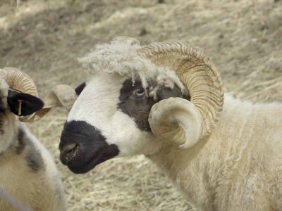 Mille et une Cornes